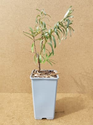 Hiprha Sirola1