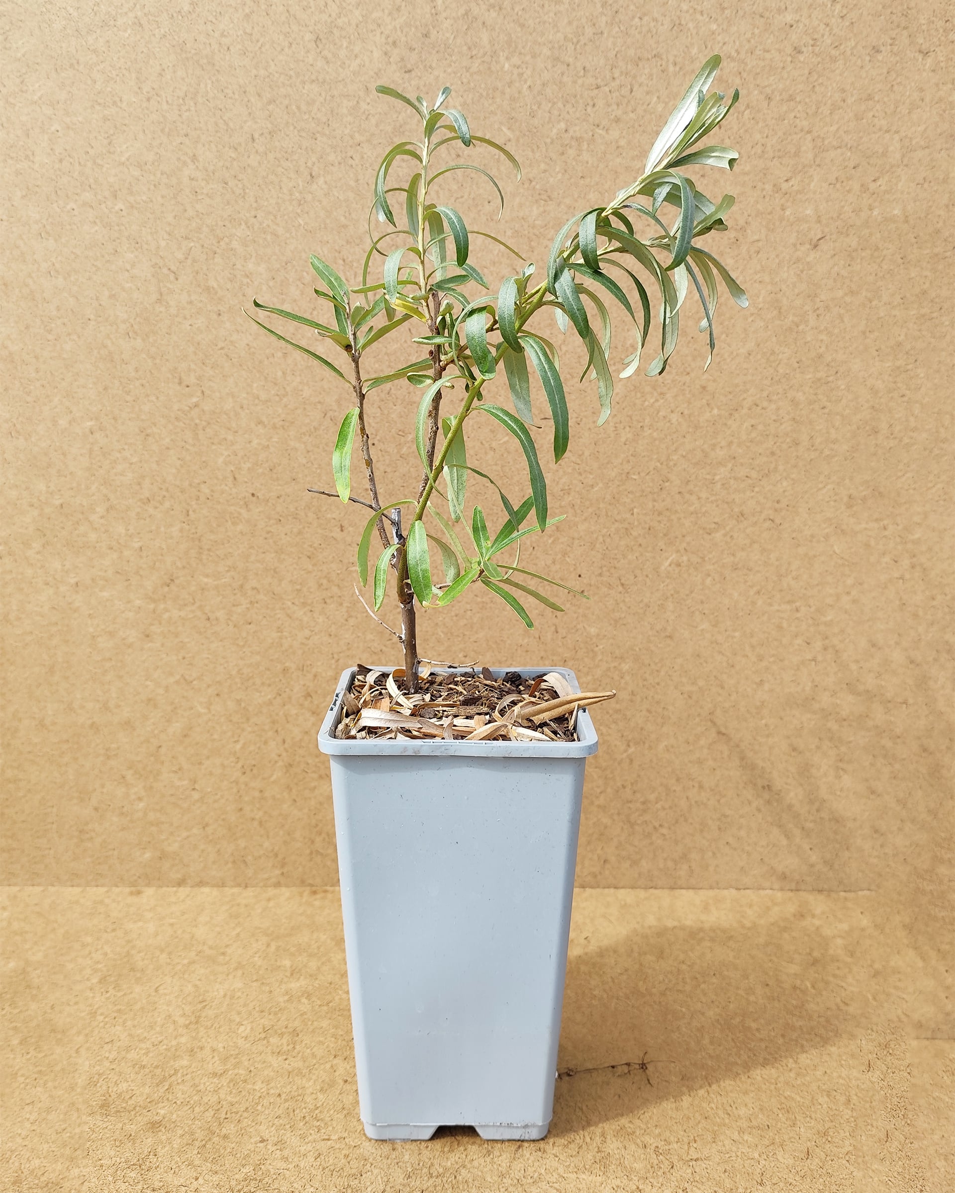 Hiprha Sirola1 Hiprha Sirola1