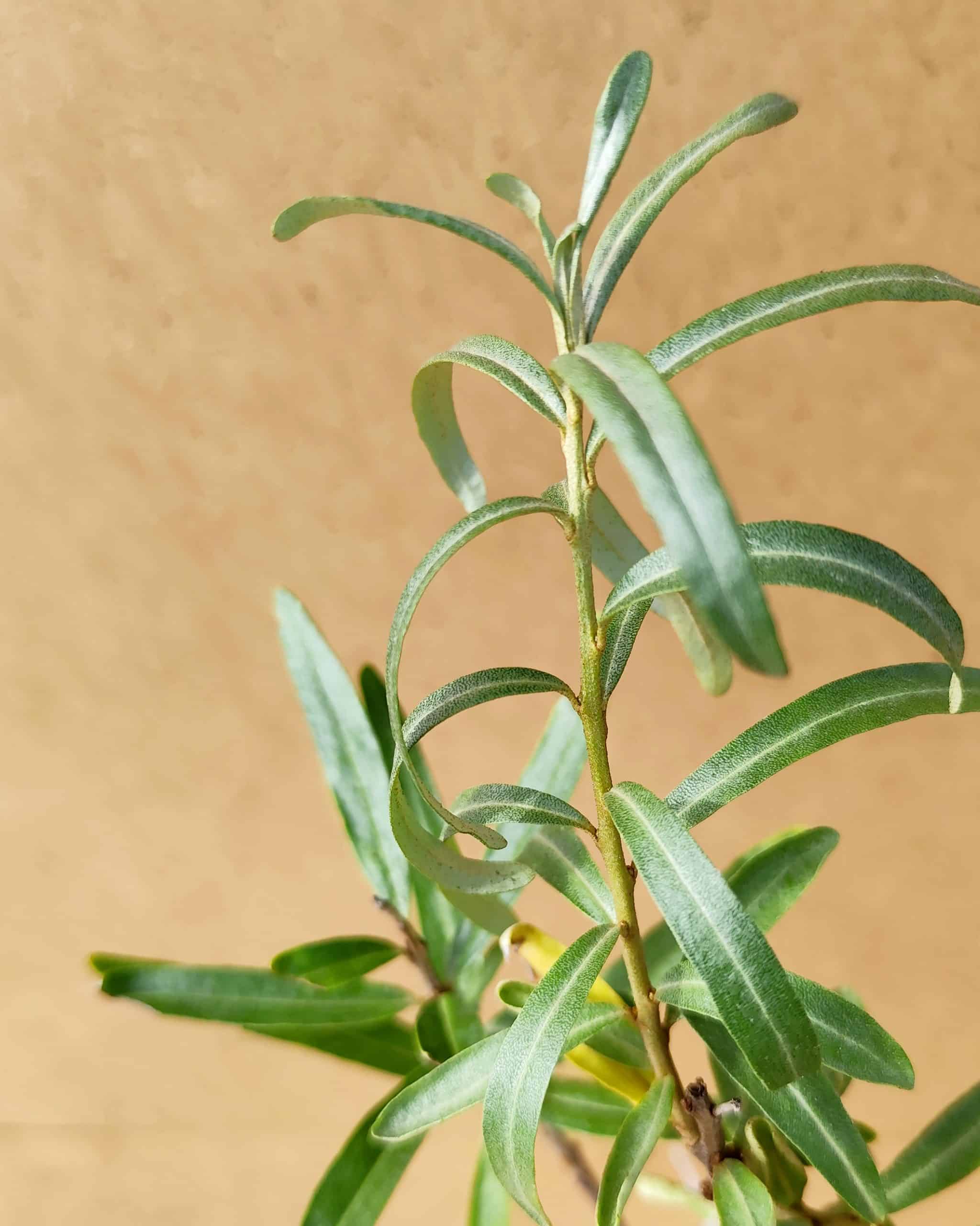 Hiprha Sirola2 Hiprha Sirola2