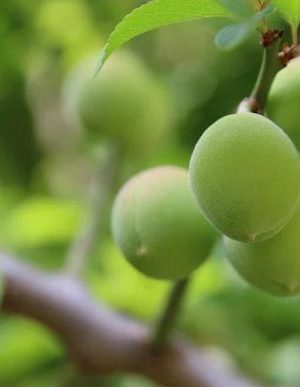 prunus domestica Jefferson - pruim jefferson