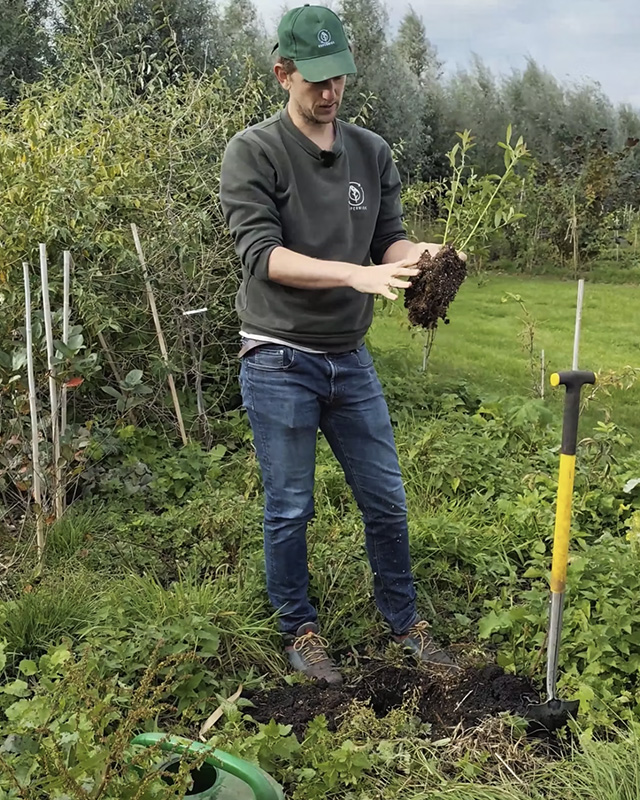 Koperwiek Plantinstructies