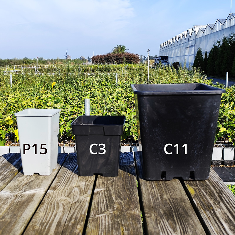 Koperwiek Potmaten