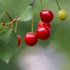 Kordia kersenboom kopen bij Kwekerij de Koperwiek