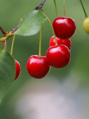 Kordia kersenboom kopen bij Kwekerij de Koperwiek