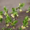 Lonicera1