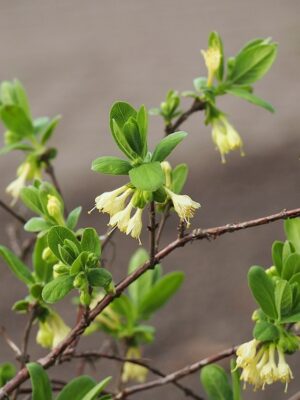 Lonicera1