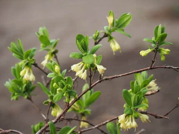 Lonicera1