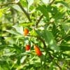 Lycbar Littlegoji3