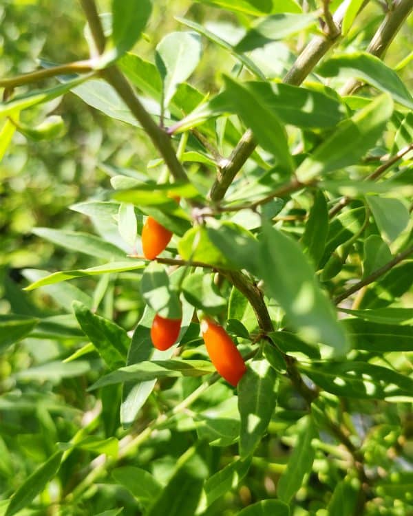 Lycbar Littlegoji3