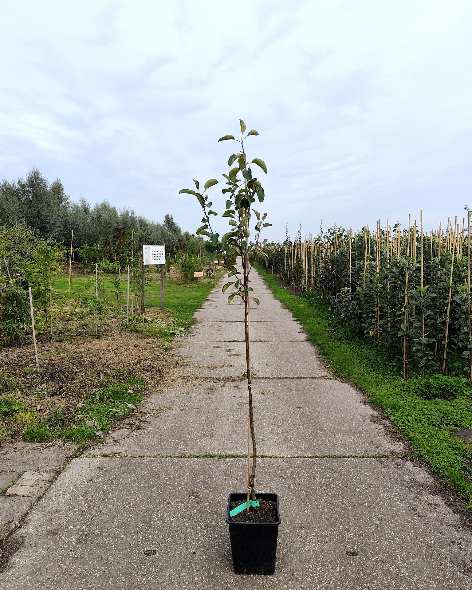 Maldom Mm106 Benoni Maldom Mm106 Benoni