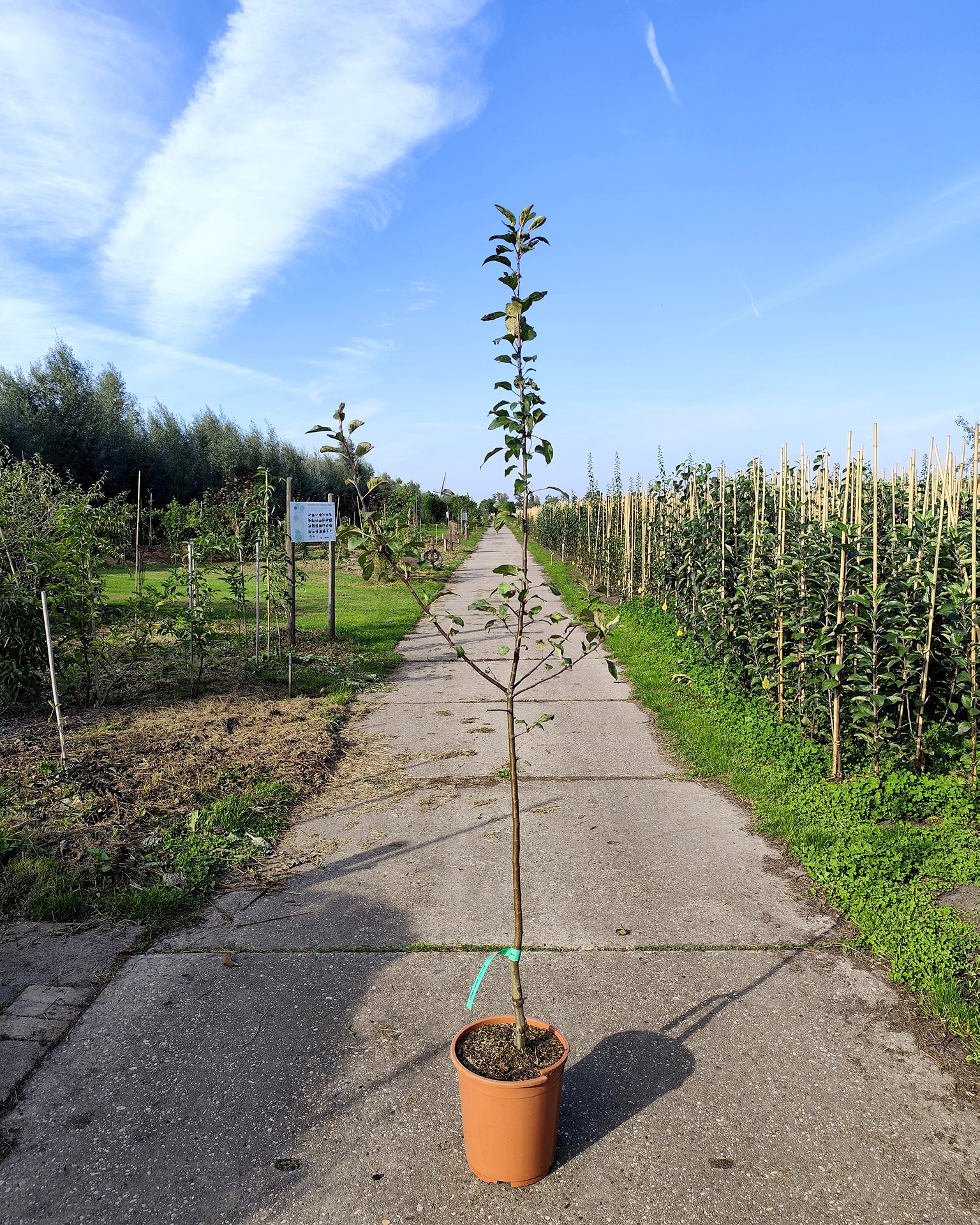 Maldom Mm106 Douceno Maldom Mm106 Douceno