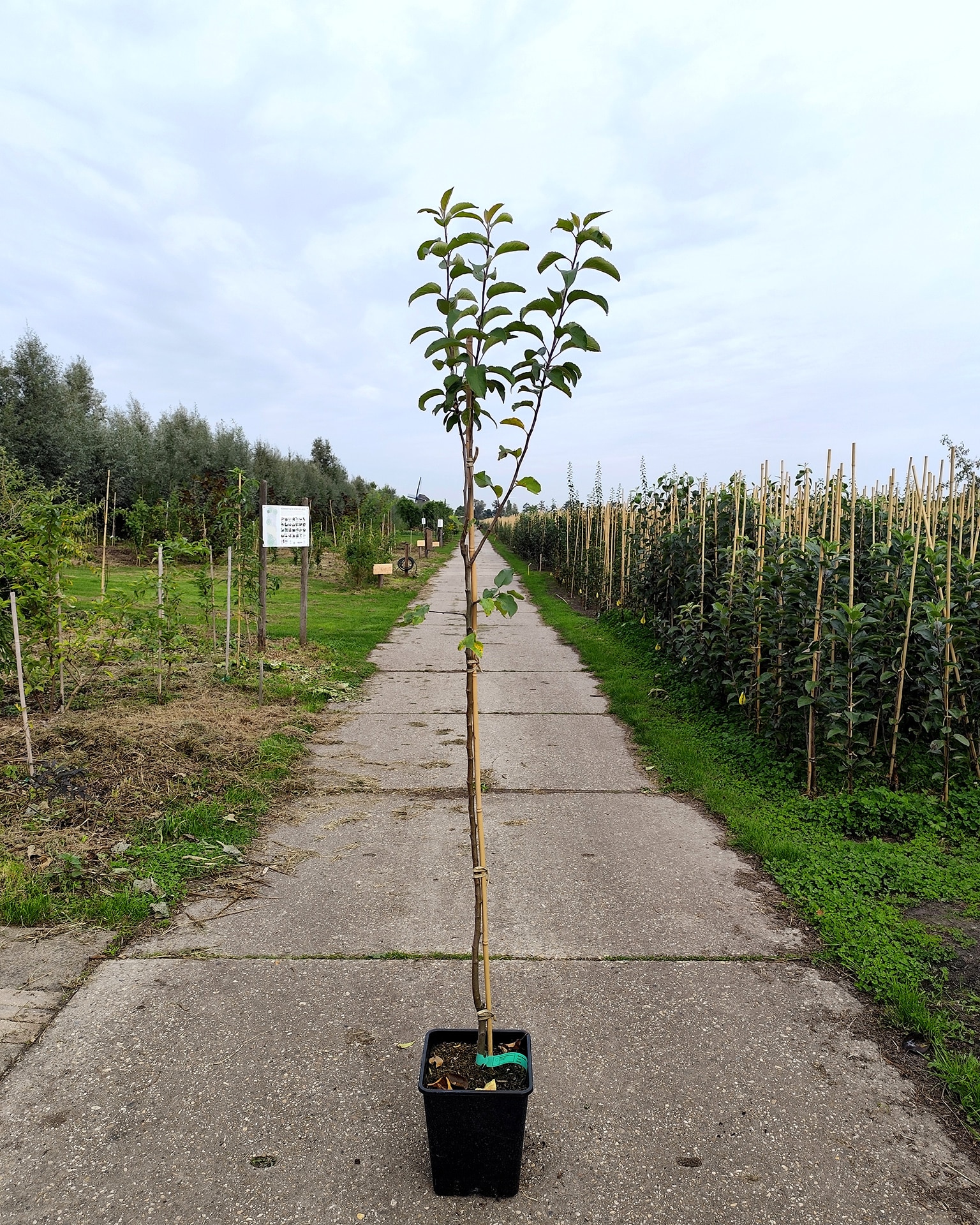 Maldom Mm106 Florina Maldom Mm106 Florina