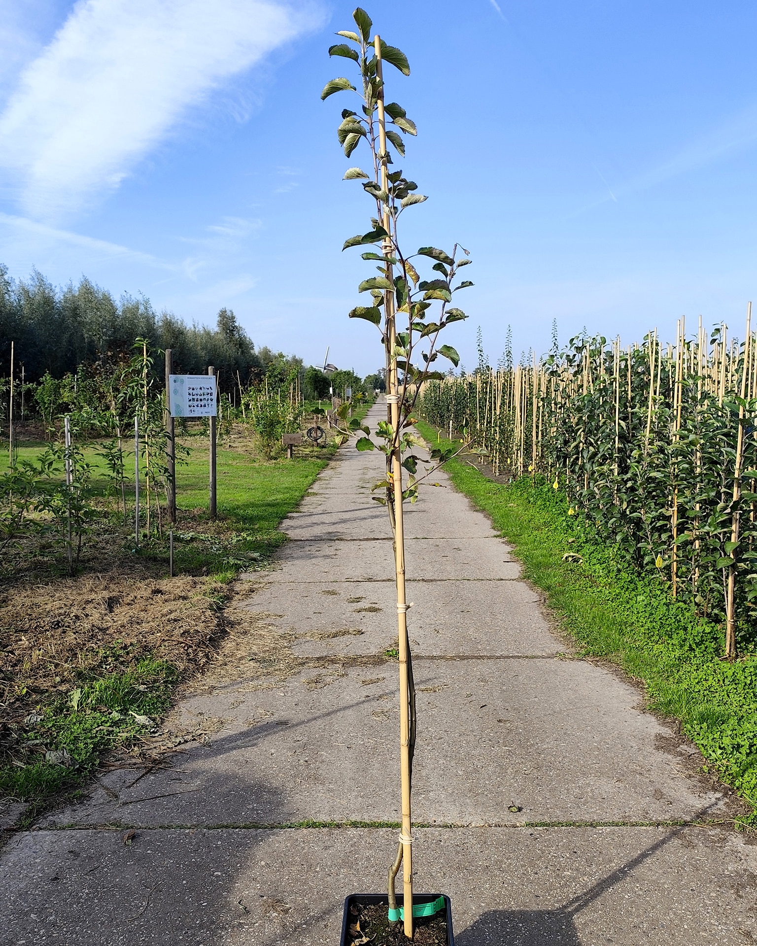 Maldom Mm106 Rodejonathan Maldom Mm106 Rodejonathan