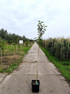 Maldom Zaail Bramleysseedling