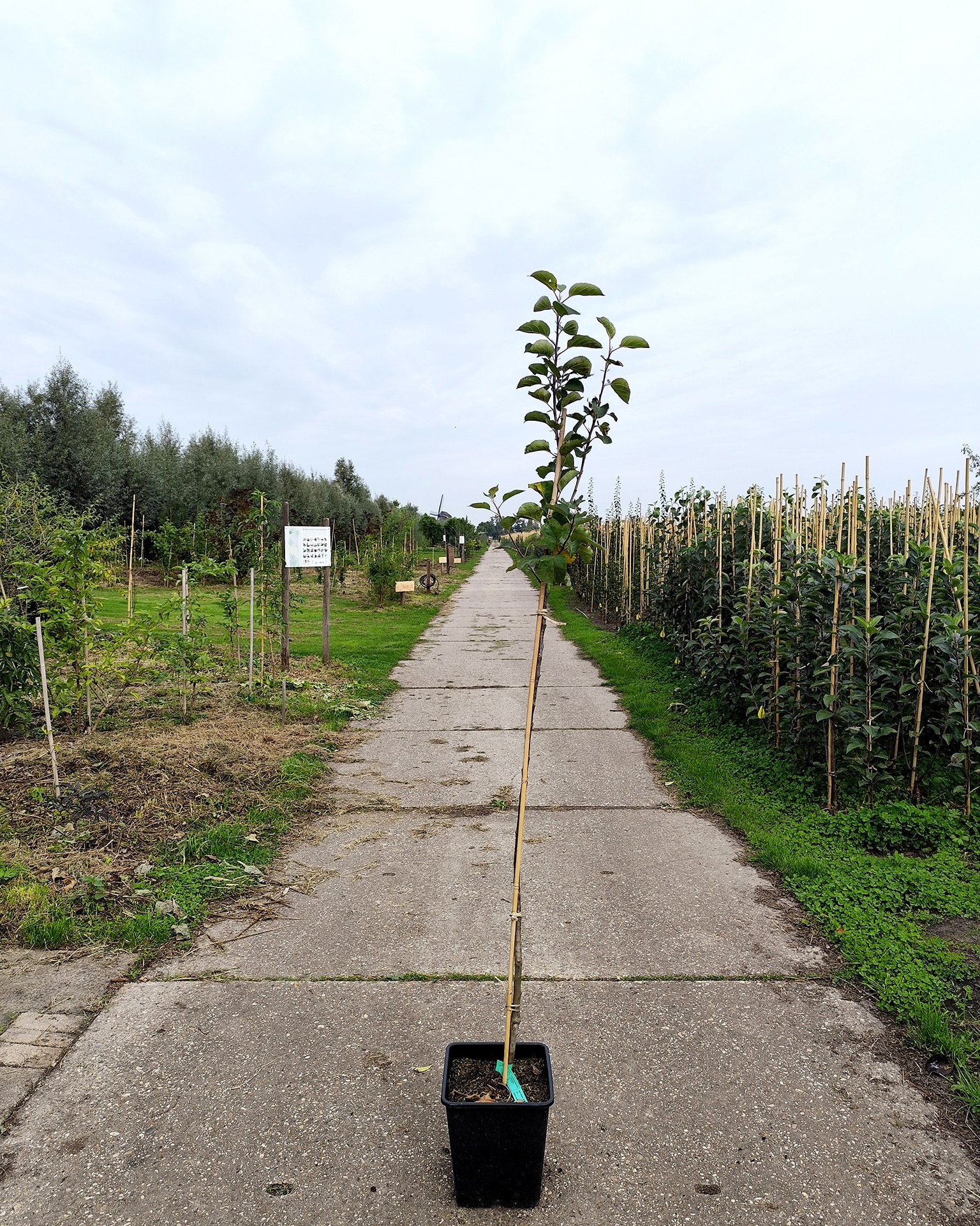 Maldom Zaail Bramleysseedling Maldom Zaail Bramleysseedling