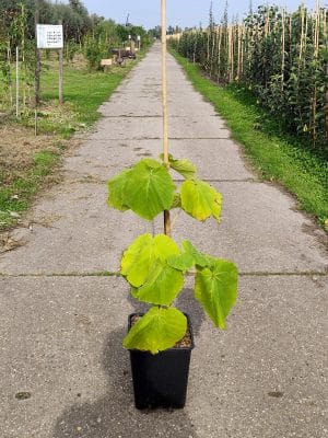 Pautom Paulonia2