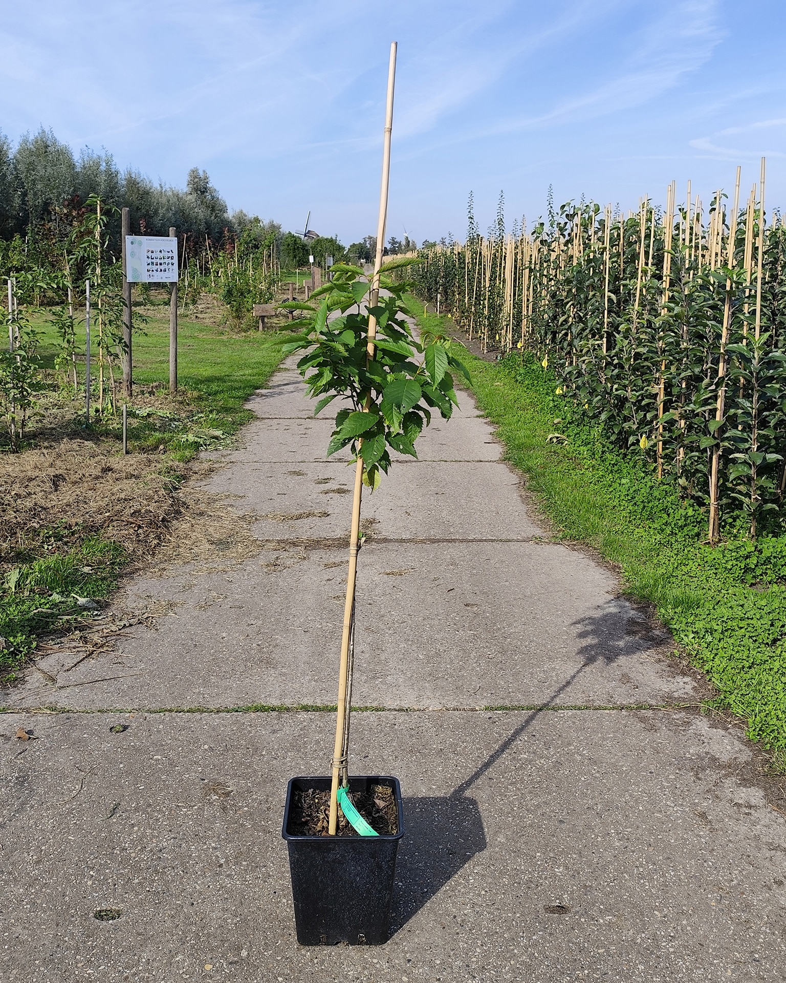 Pruavi Colt Kordia Pruavi Colt Kordia