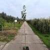 Prundom Stj Marjoriesseedling