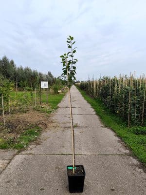 Prundom Stj Marjoriesseedling