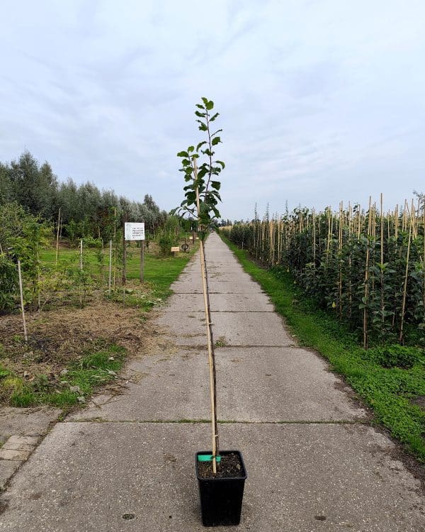 Prundom Stj Marjoriesseedling