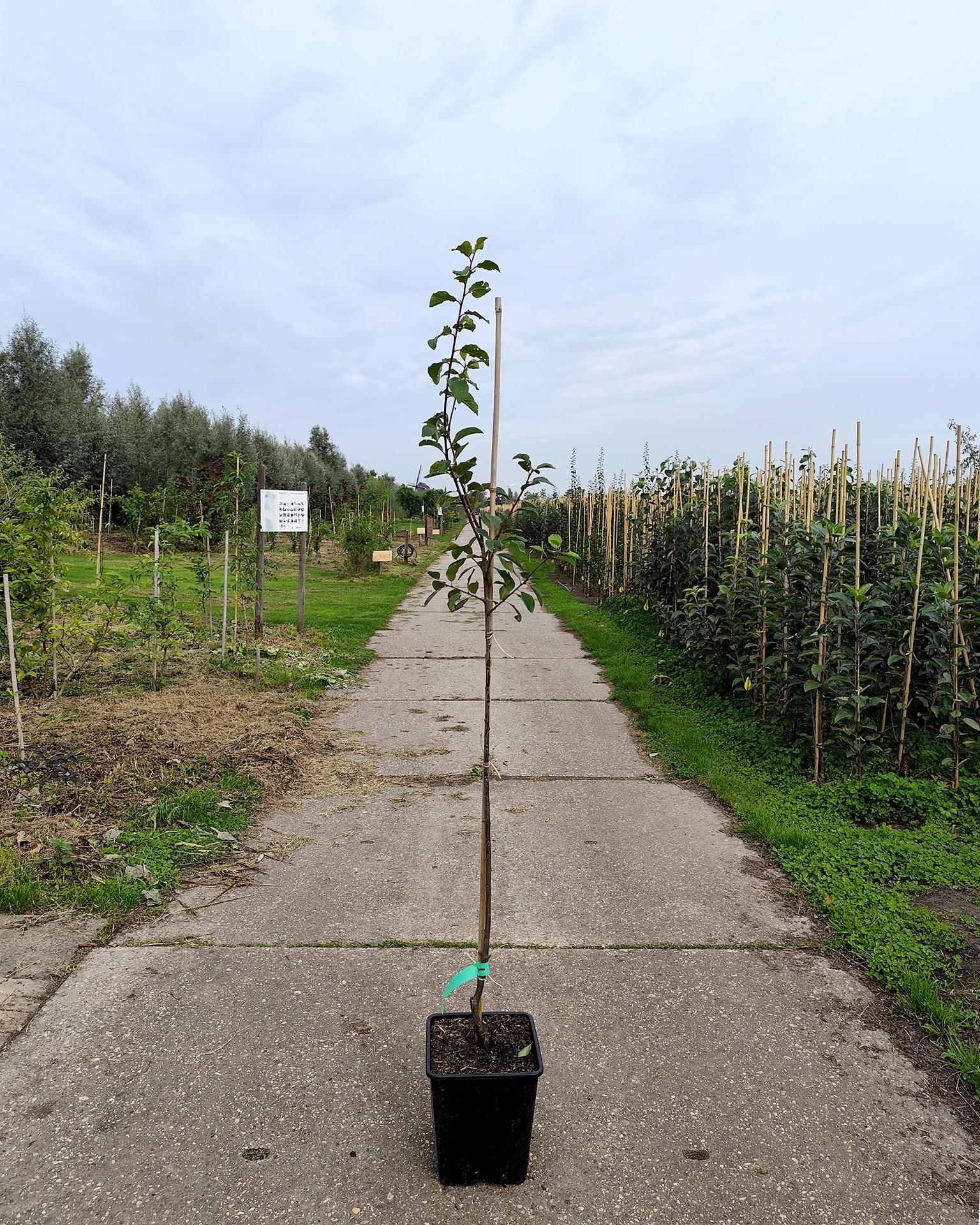 Prundom Stj Mirabelledenancy Prundom Stj Mirabelledenancy