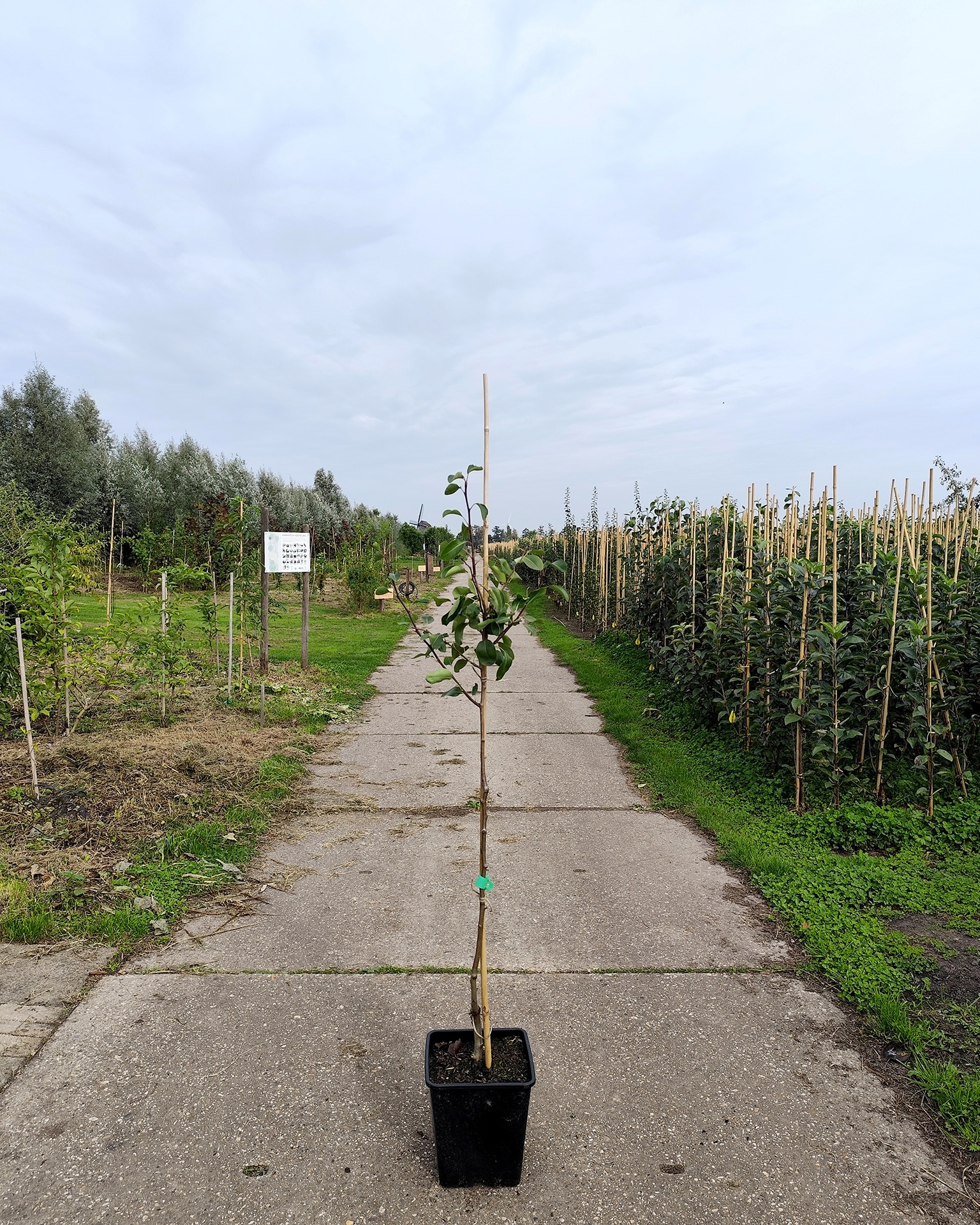 Pyrcom Kirch Beureealexandrelucas Pyrcom Kirch Beureealexandrelucas