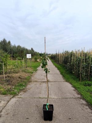 Pyrcom Kirch Beurreehardy