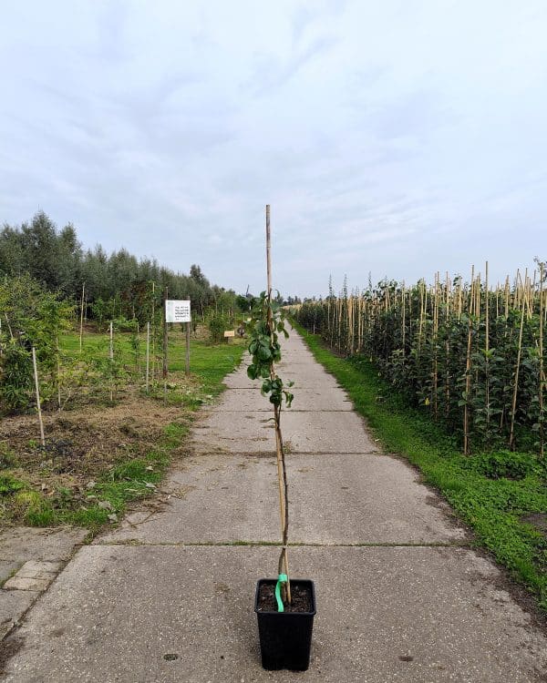 Pyrcom Kirch Beurreehardy
