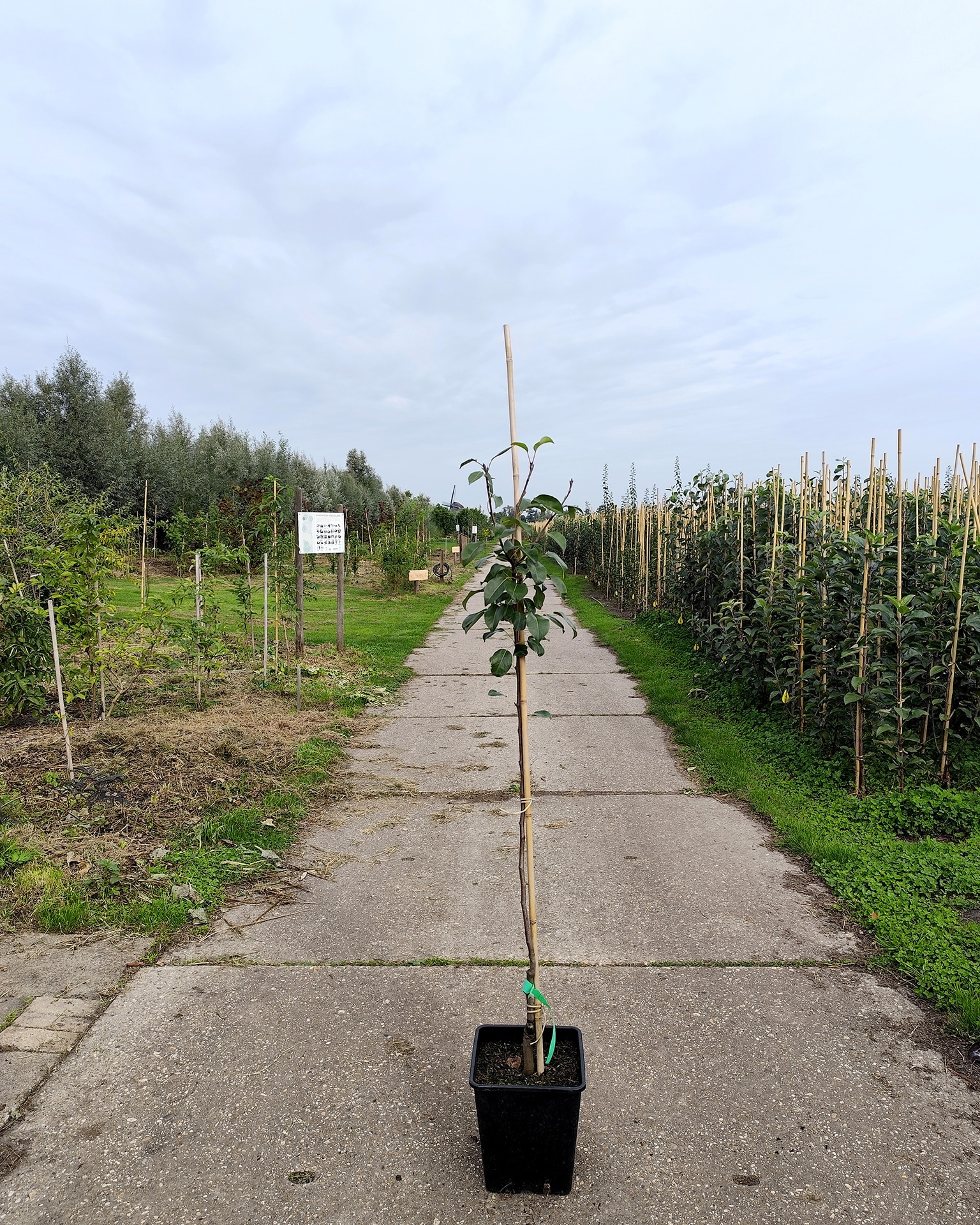 Pyrcom Kirch Capsfavorite Pyrcom Kirch Capsfavorite