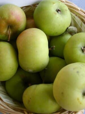 Reine Des Reinettes appelboom kopen bij kwekerij de Koperwiek