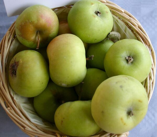 Reine Des Reinettes appelboom kopen bij kwekerij de Koperwiek