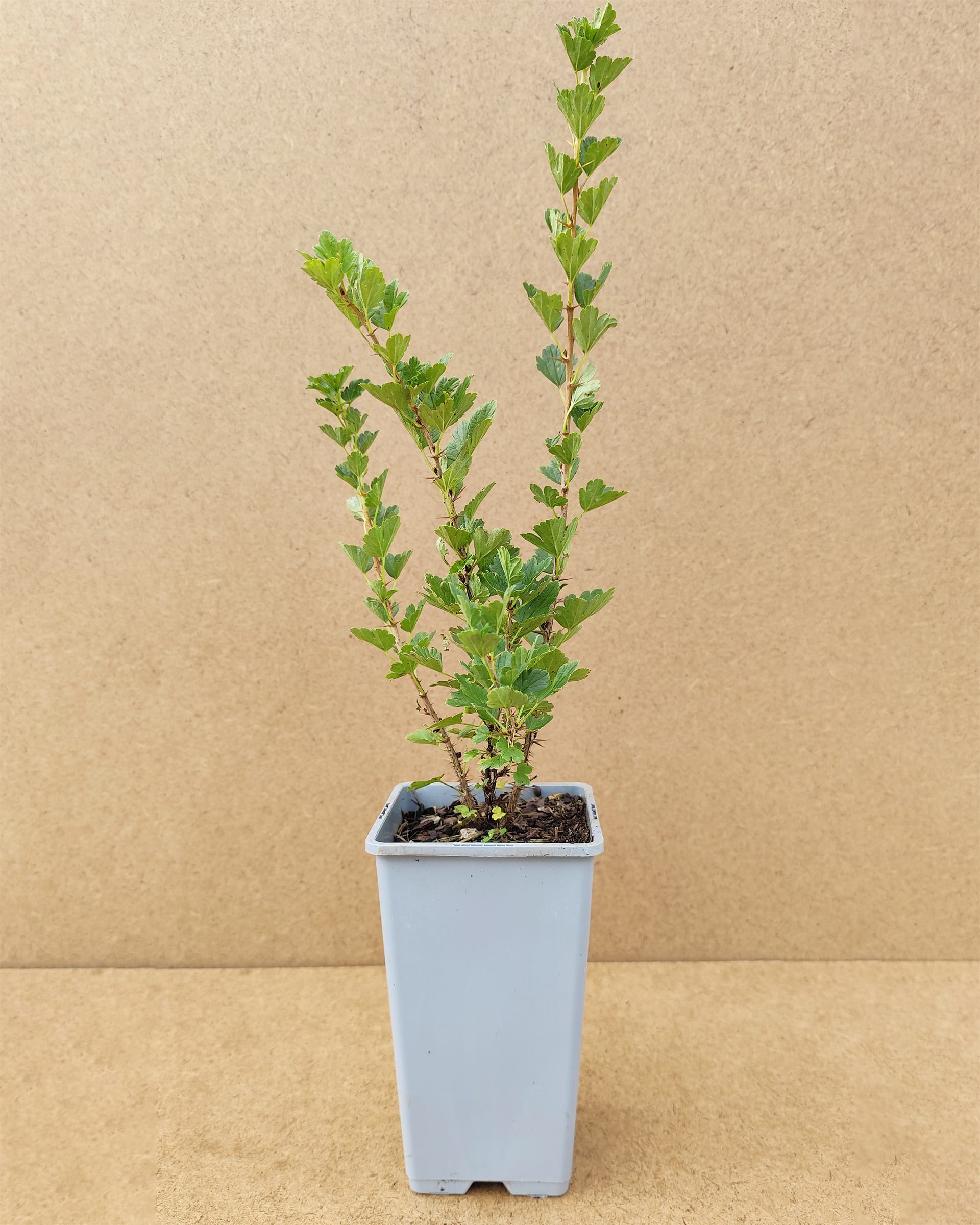 Rib Uva Crispa Hinnimakigron 2l 01 Rib Uva Crispa Hinnimakigron 2l 01