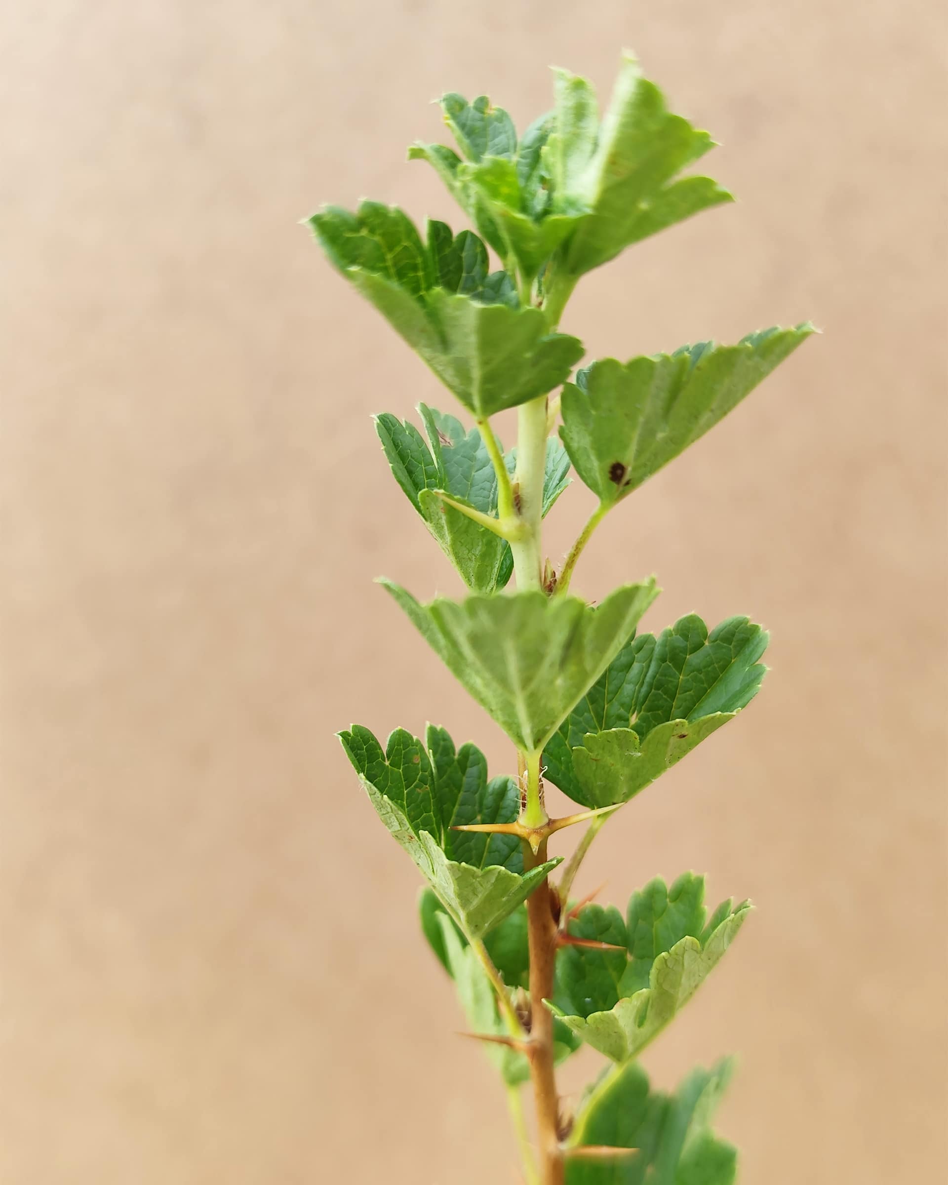 Rib Uva Crispa Hinnimakigron 2l 02 Rib Uva Crispa Hinnimakigron 2l 02