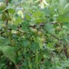 Rib Uva Groen