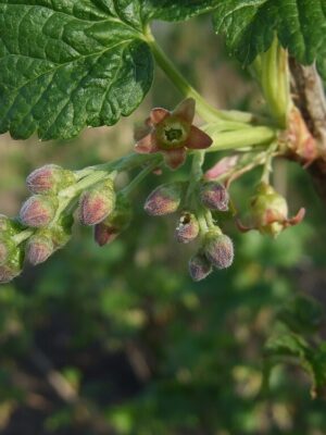 Ribes Nigrum2