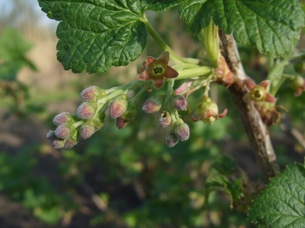 Ribes Nigrum2