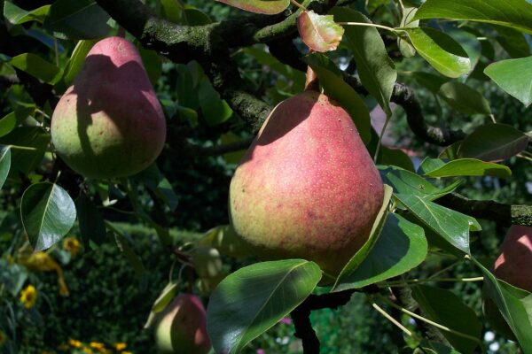 Rode Williams perenboom kopen bij kwekerij de Koperwiwek