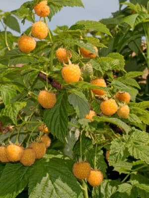 Himbeere 'golden Everest' Rubus Idaeus 'golden Everest'