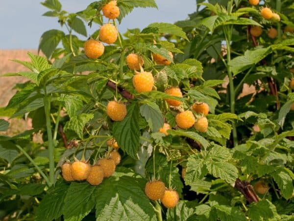 Himbeere 'golden Everest' Rubus Idaeus 'golden Everest'