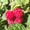 Rub Hyb Dormanred3