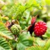 Rub Lillecebrosus4