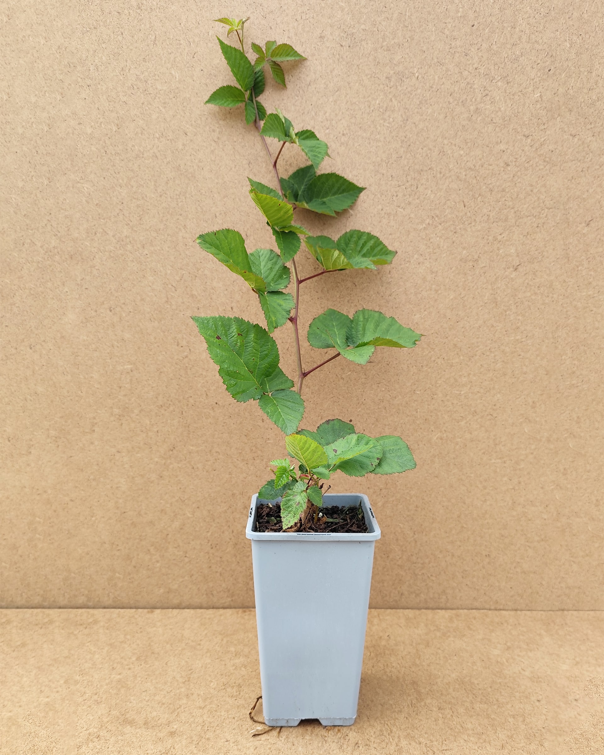 Rubfru Chester1 Rubfru Chester1