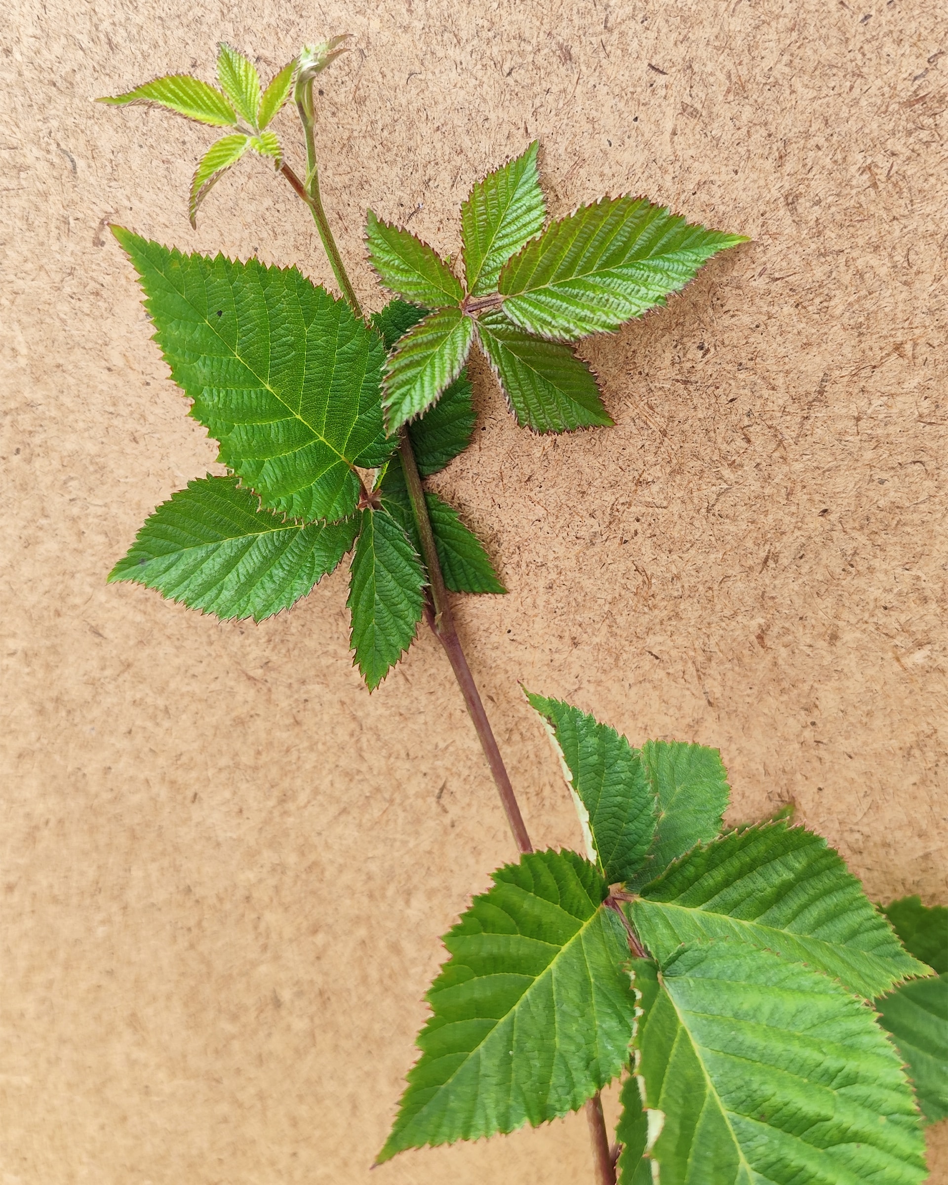 Rubfru Chester2 Rubfru Chester2