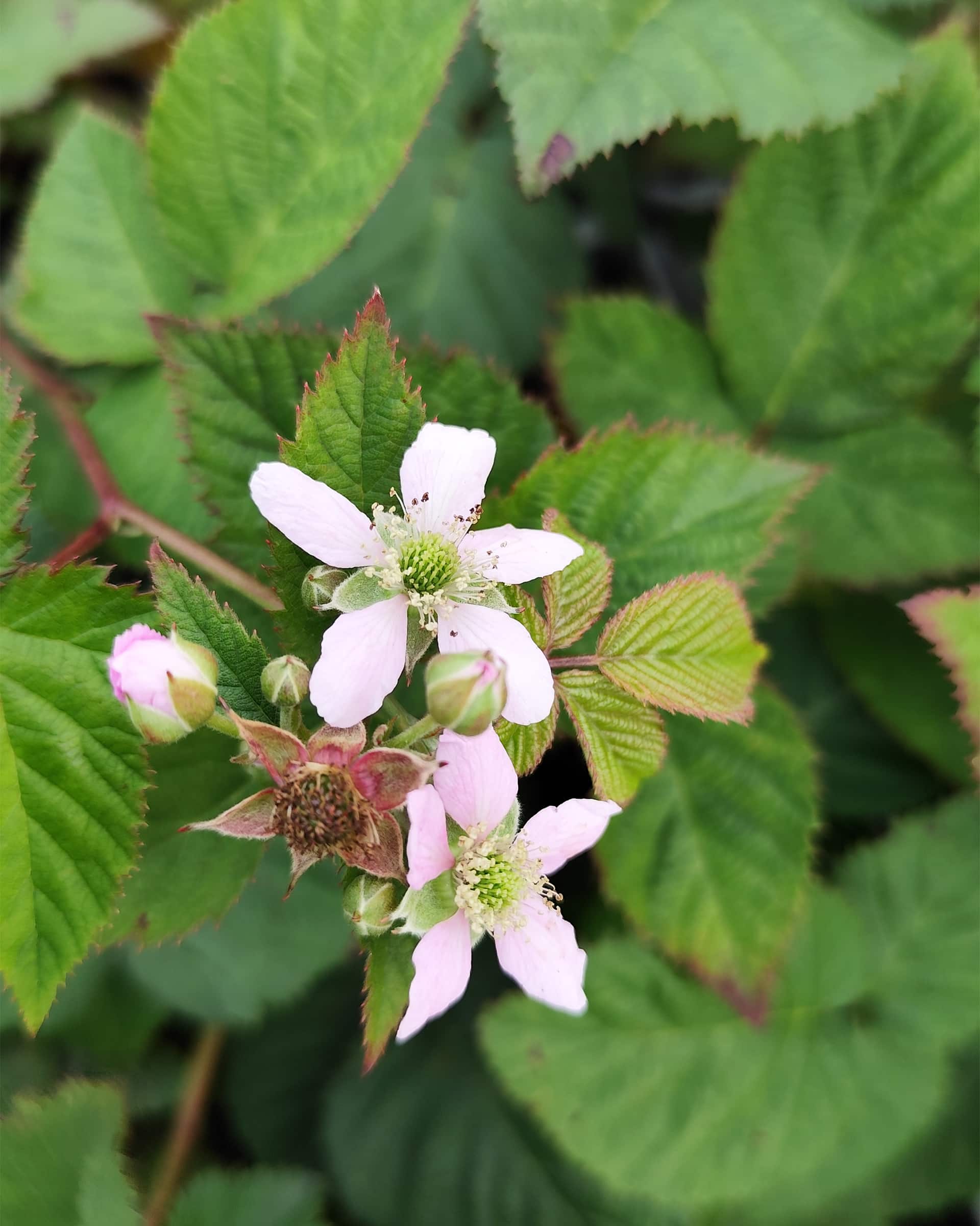 Rubfru Chester3 Rubfru Chester3