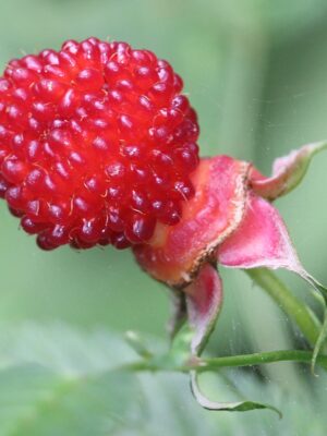 Rubus Illecebrosus aardbeiframboos kopen bij kwekerij de Koperwiek