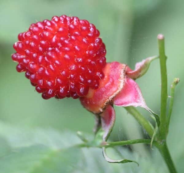 Rubus Illecebrosus aardbeiframboos kopen bij kwekerij de Koperwiek