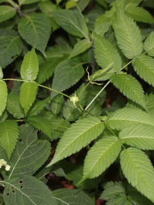 Rubus Illecebrosus 2