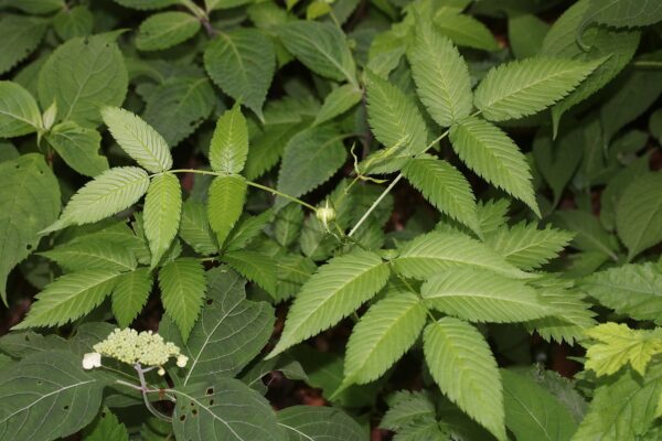 Rubus Illecebrosus 2