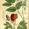 Rubus Illecebrosus 3