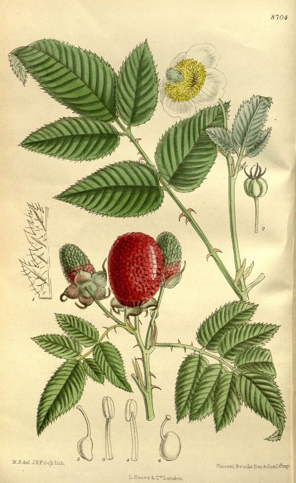 Rubus Illecebrosus 3